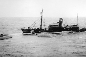 Bilde av Bøyebåt (hvalbåt)